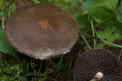 Tränender Faserling (Lacrymaria lacrymabunda)