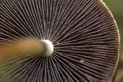 Tränender Faserling (Lacrymaria lacrymabunda)