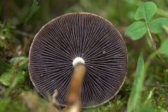 Tränender Faserling (Lacrymaria lacrymabunda)