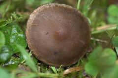 Tränender Faserling (Lacrymaria lacrymabunda)