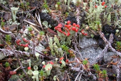 Flechte (Cladonia floerkeana)