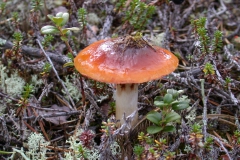 Haarschleierling indet. (Cortinarius indet.)