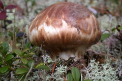 Krokodilritterling (Tricholoma matsutake)