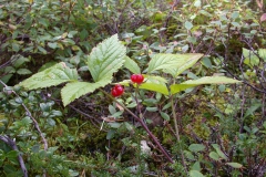 Steinbeere (Rubus saxatilis)