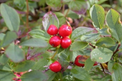 Schwedischer Hartriegel (Cornus suecica)