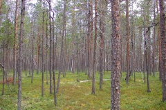Landschaft am Lemmenjoki