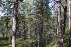 Landschaft am Lemmenjoki