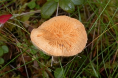 Amiant-Körnchenschirmling (Cystoderma amianthinum)