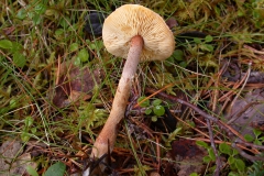Amiant-Körnchenschirmling (Cystoderma amianthinum)