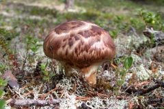 Tricholoma matsutake