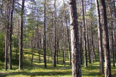 Landschaft am Lemmenjoki