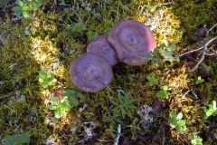 Nordischer Milchling (Lactarius trivialis)