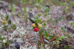Preiselbeere (Vaccinium vitis-idaea)