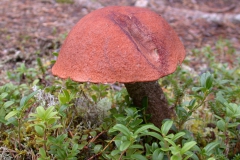 Rotkappe (Leccinum aurantiacum)