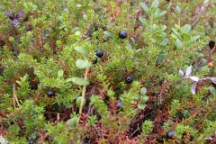Zwittrige Krähenbeere (Empetrum hermaphroditum)