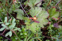 Moltebeere (Rubus chamaemorus)
