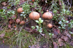 Rotkappen (Leccinum aurantiacum)