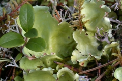 Schildflechte indet. (Peltigera indet.)