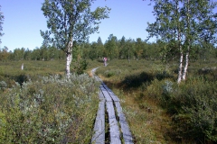 Landschaft um Sallivaara