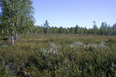Landschaft um Sallivaara
