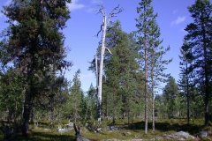Landschaft um Sallivaara