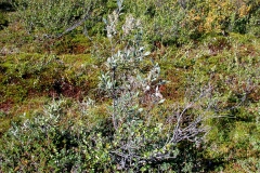 Torfgränke (Chamaedaphne calyculata)
