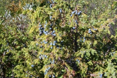 Wacholder indet. (Juniperus indet.)