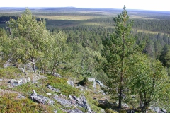 Landschaft um Sallivaara
