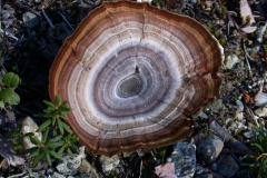 Gebänderter Dauerporling (Coltricia perennis)