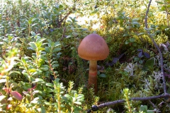 Geschmückter Gürtelfuß (Cortinarius armillatus)