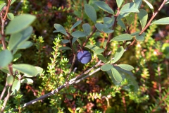 Rauschbeere oder Moorbeere (Vaccinium uliginosum)