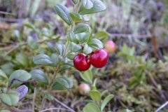 Preiselbeere (Vaccinium vitis-idaea)
