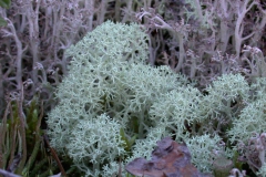 Echte Rentierflechte (Cladonia rangiferina)