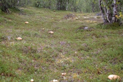 Rotkappen (Leccinum aurantiacum)