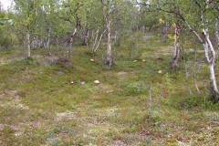 Rotkappen (Leccinum aurantiacum)