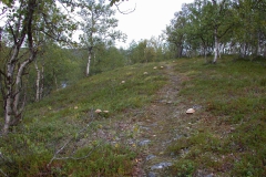 Rotkappen (Leccinum aurantiacum)