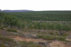 Im Kevo Naturreservat