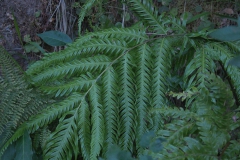 Wurzelnder Kettenfarn (Woodwardia radicans)