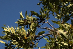 Kanarischer Lorbeerbaum (Laurus azorica)