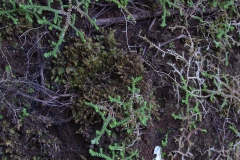 Azoren-Moosfarn (Selaginella kraussiana)