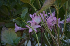 Belladonna-Lilie (Amaryllis belladonna)