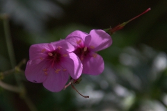 Riesenprachtstorchschnabel (Geranium maderense)