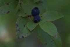 Madeira-Heidelbeere (Vaccinium padifolium)
