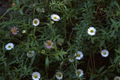 Mexikanisches Berufkraut (Erigeron karvinskianus)