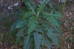 Strauch-Gänsedistel (Sonchus fruticosus)