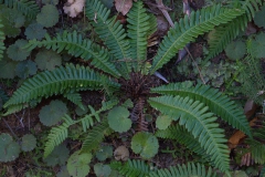 Gewöhnlicher Rippenfarn (Blechnum spicant)