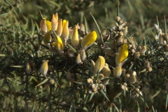 Gewöhnlicher Stechginster (Ulex europaeus)