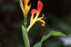 Indisches Blumenrohr (Canna indica)
