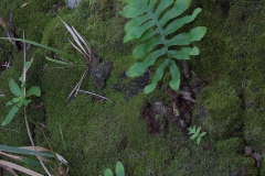 Tüpfelfarn (Artengruppe) (Polypodium vulgare agg.)
