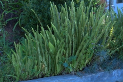 Aufrechter Schwertfarn (Nephrolepis cordifolia)